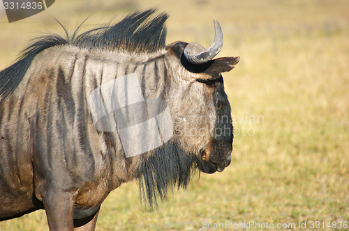 Image of wildebeest in Botswana