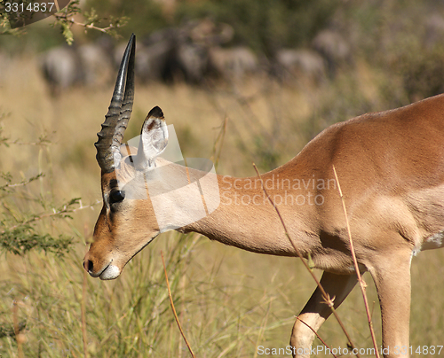 Image of Antelope in Botswana