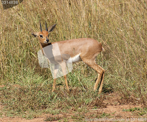 Image of Antelope in Botswana