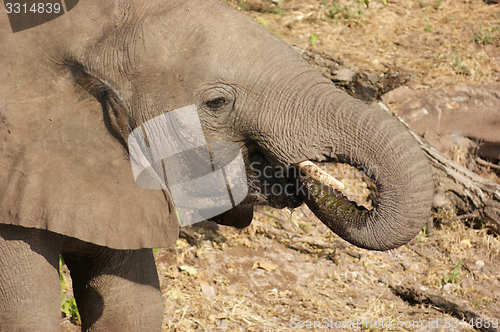 Image of elephant in Botswana