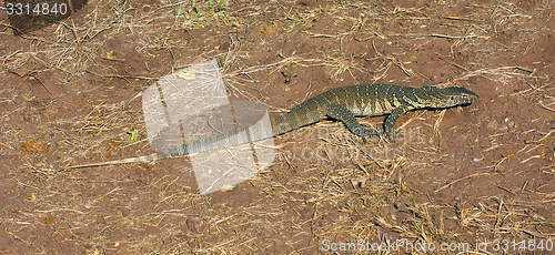 Image of nile monitor in Botswana