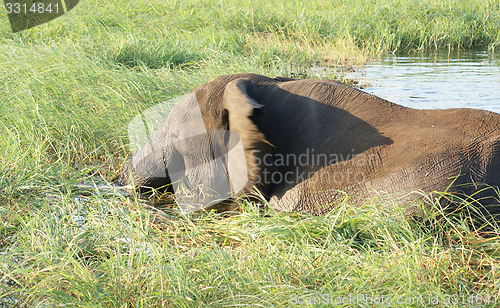 Image of elephant in Botswana