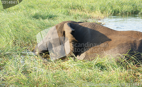 Image of elephant in Botswana