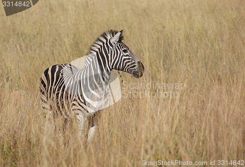 Image of Zeba in the savanna