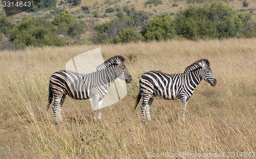 Image of Zebas in the savanna