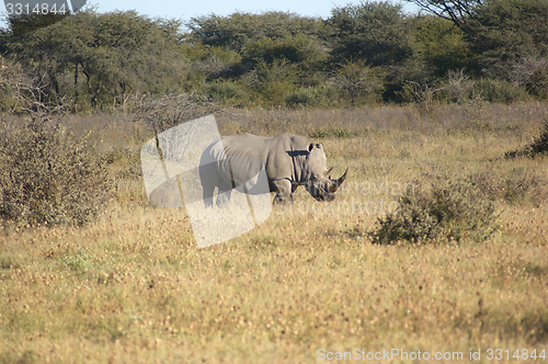 Image of White rhinoceros