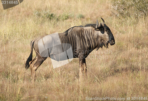 Image of wildebeest in Botswana