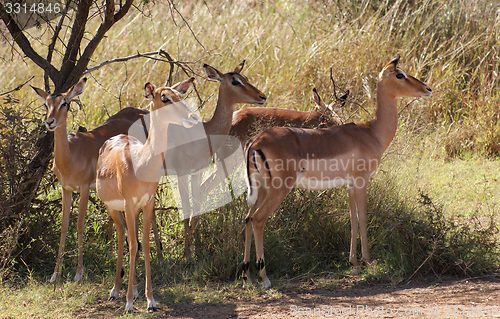 Image of Antelopes in Botswana