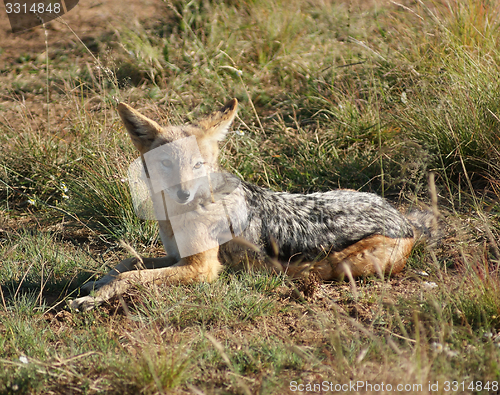 Image of resting Jackal