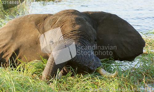 Image of elephant in Botswana