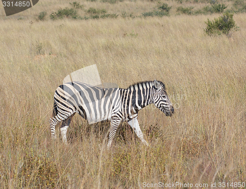 Image of Zeba in the savanna