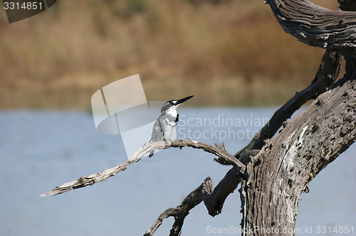 Image of pied kingfisher