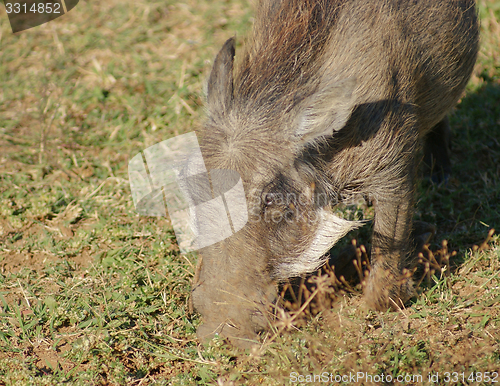 Image of warthog in Africa