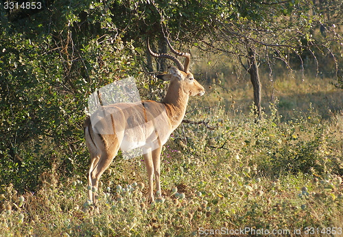 Image of Antelope in Botswana