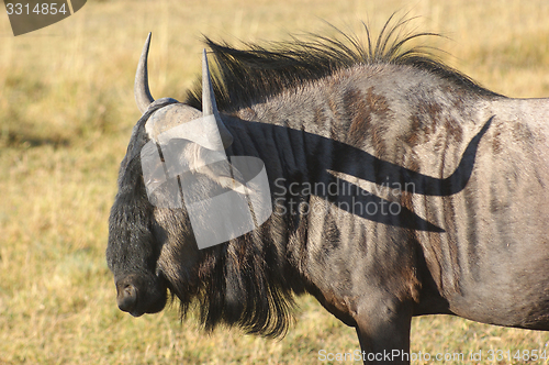 Image of wildebeest in Botswana