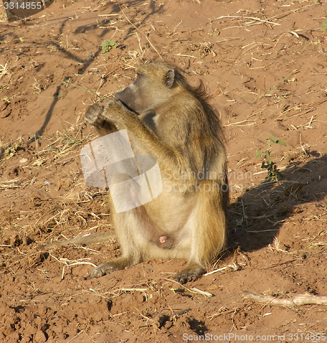 Image of baboon in Botswana