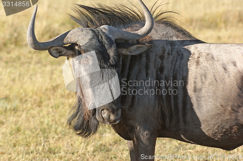 Image of wildebeest in Botswana