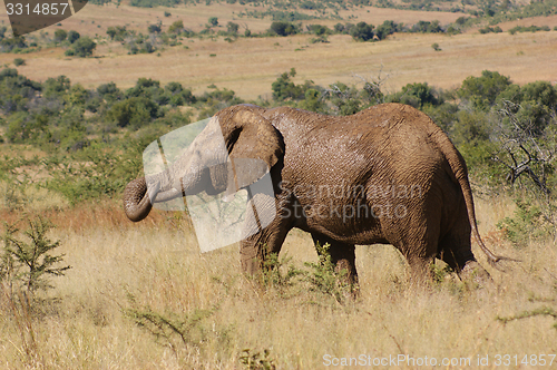 Image of elephant in Botswana