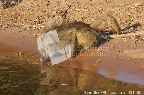 Image of baboon in Botswana