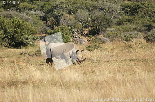 Image of White rhinoceros