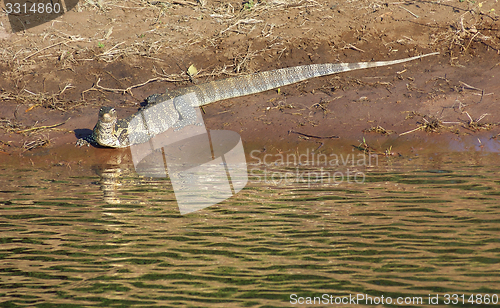 Image of nile monitor in Botswana