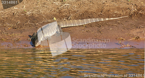 Image of nile monitor in Botswana