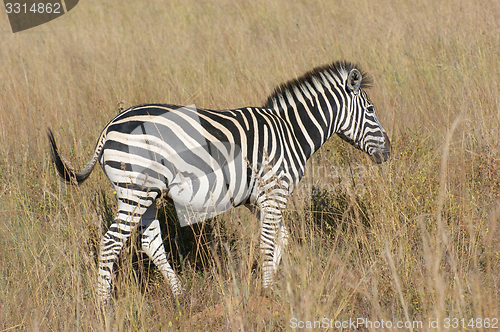 Image of Zeba in the savanna