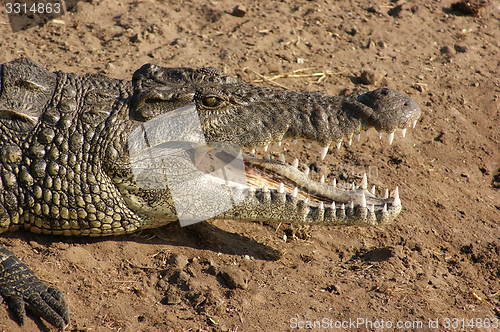 Image of crocodile portrait