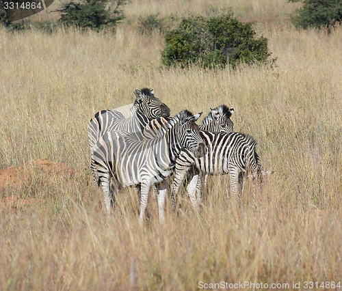 Image of Zebas in the savanna