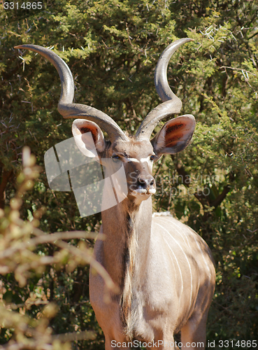 Image of Antelope in Botswana