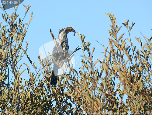 Image of Northern red-billed hornbill