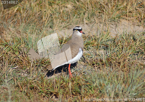 Image of Crowned lapwing