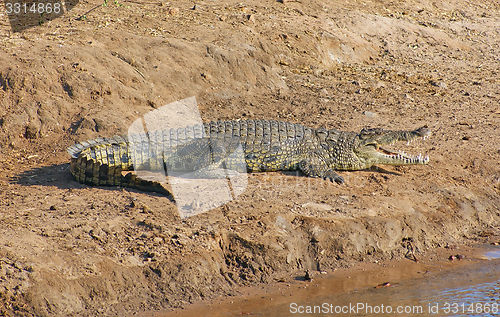 Image of crocodile in Botswana