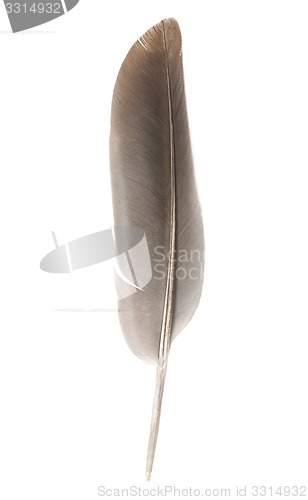 Image of Feather on white background