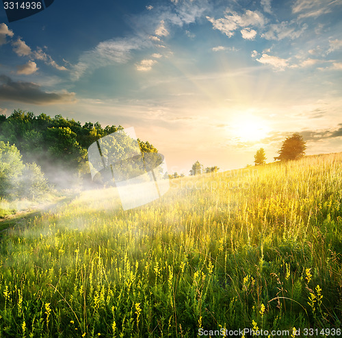 Image of Morning over blossoming field