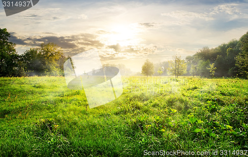 Image of Green meadow at sunrise