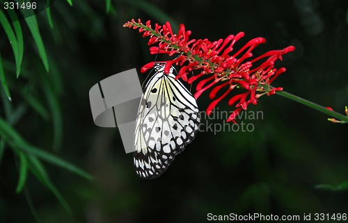 Image of Rice paper butterfly