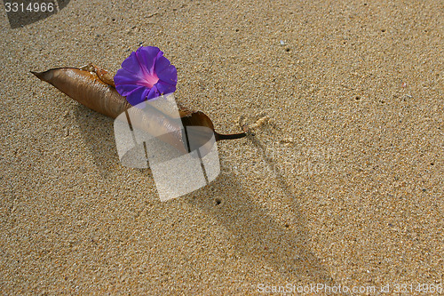 Image of Pink flower on the empty beach