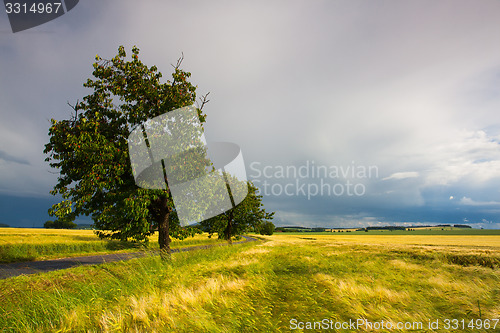 Image of Trees full of cherries and summer landscape 