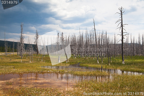 Image of Dead forest in Yellowstone National Park