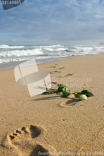 Image of White rose and footprints in the sand on the beach in Portugal