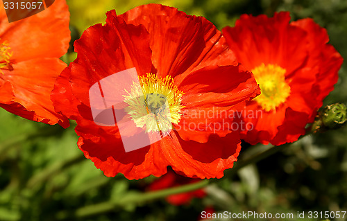 Image of Beautiful blooming poppies