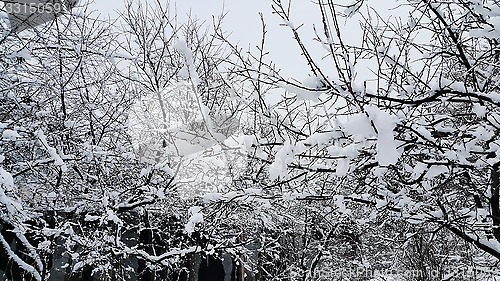 Image of Branches covered with snow