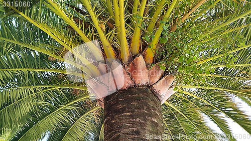 Image of Branches of big palm tree