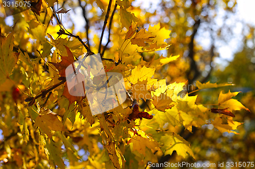 Image of Beautiful autumn branch of maple tree