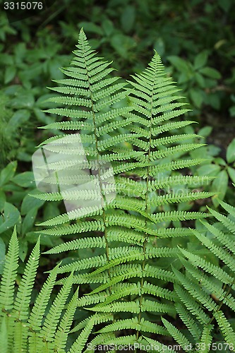 Image of Branch of green fern