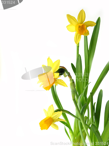 Image of Daffodils on white