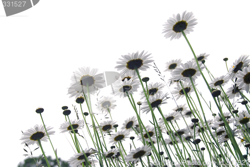 Image of Daisies on white