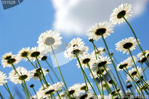 Image of Daisies with blue sky