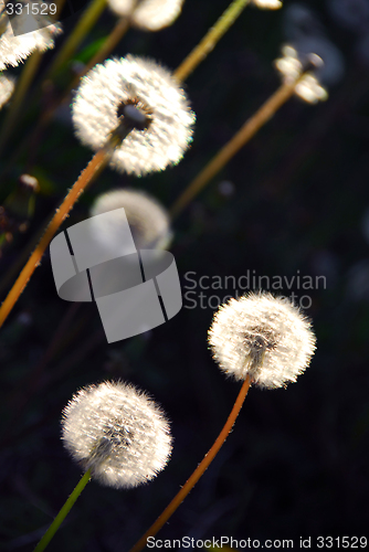 Image of Dandelion